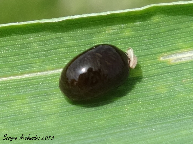 Strano esserino: larva di Oulema sp. (Chrysomelidae)